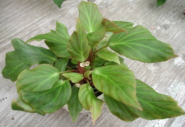 B. ‘Golden Sands’